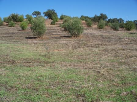 Campo Pericón 06.jpg