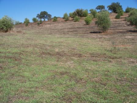 Campo Pericón 05.jpg