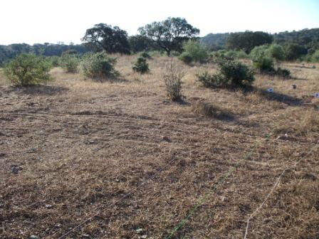 Campo Pericón 10.jpg