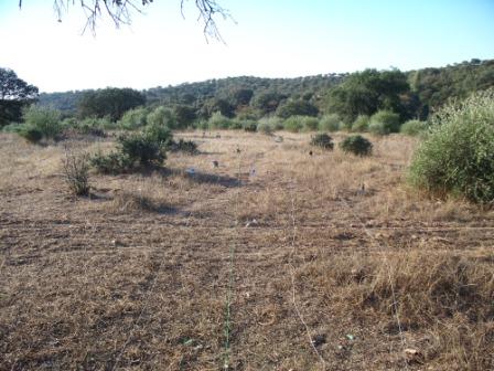 Campo Pericón 08.jpg